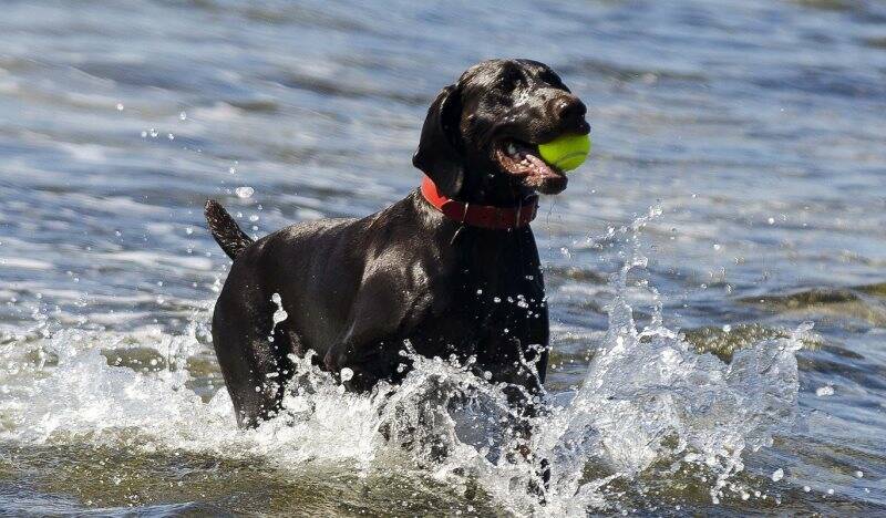 Cane al mare