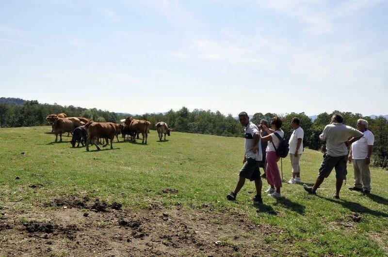 "Stalle aperte" ai Casoni di Suvero