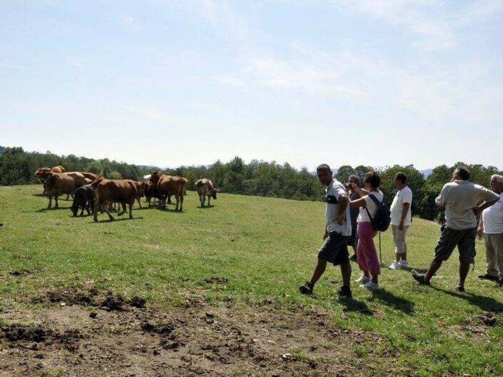 "Stalle aperte" ai Casoni di Suvero