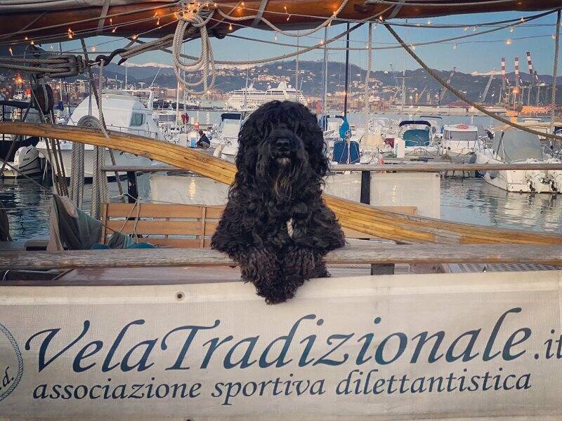 Gancho, il cane-mascotte di Vela Tradizionale