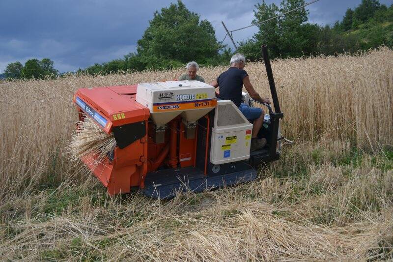 Mietitura del grano a Debbio di Zignago