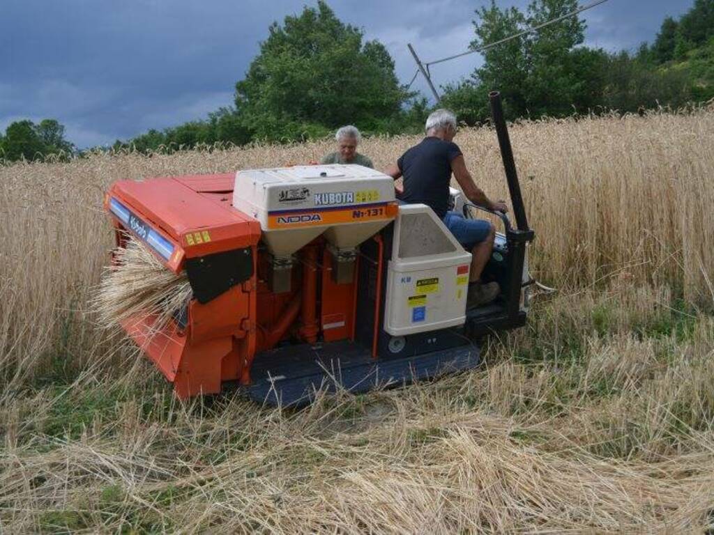 Mietitura del grano a Debbio di Zignago