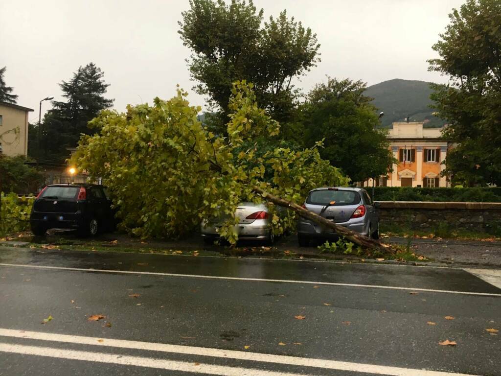 Albero su auto in viale Amendola