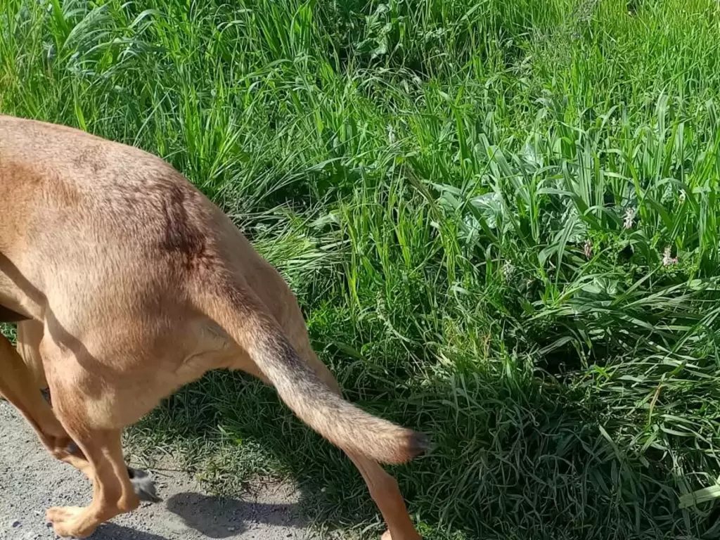 L'Impronta: Il percorso conoscitivo tra cane e famiglia è