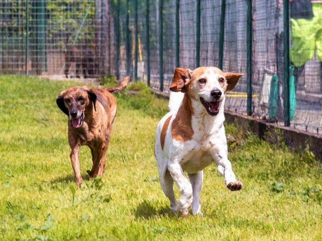 L'Impronta Volontari Indipendenti Canile ODV - Canile La Spezia