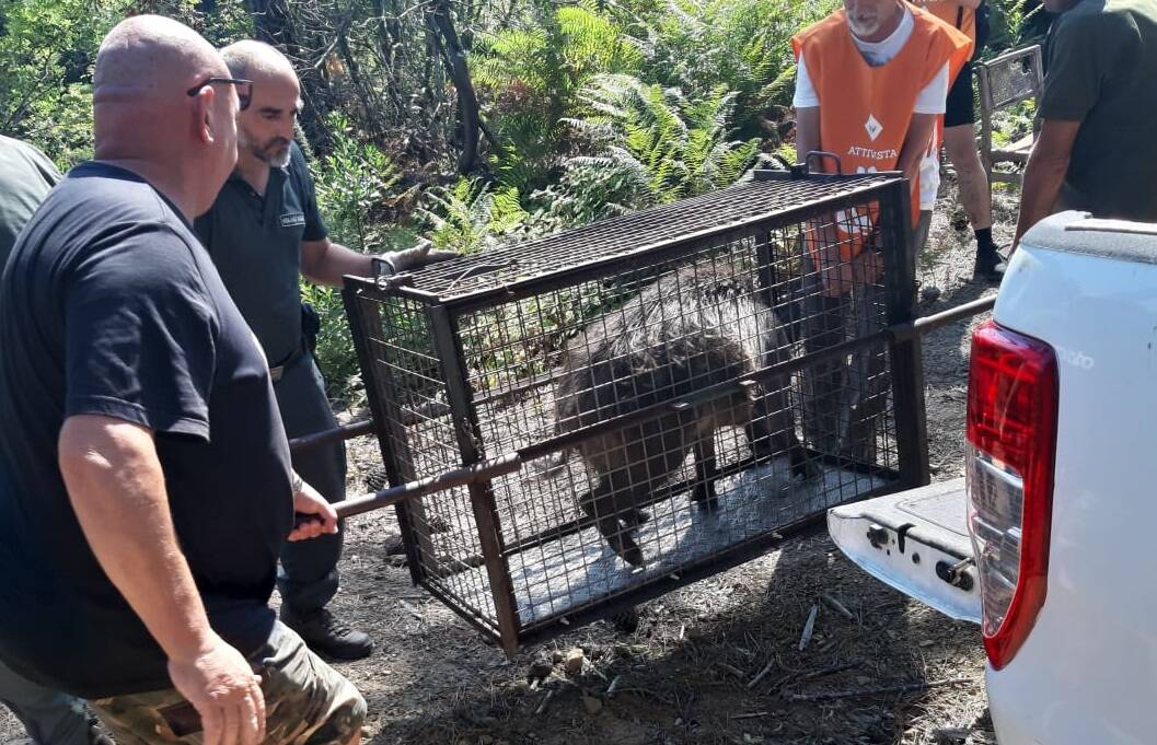 L'area recintata di Riccò del Golfo dove verranno trasferiti i cinghiali