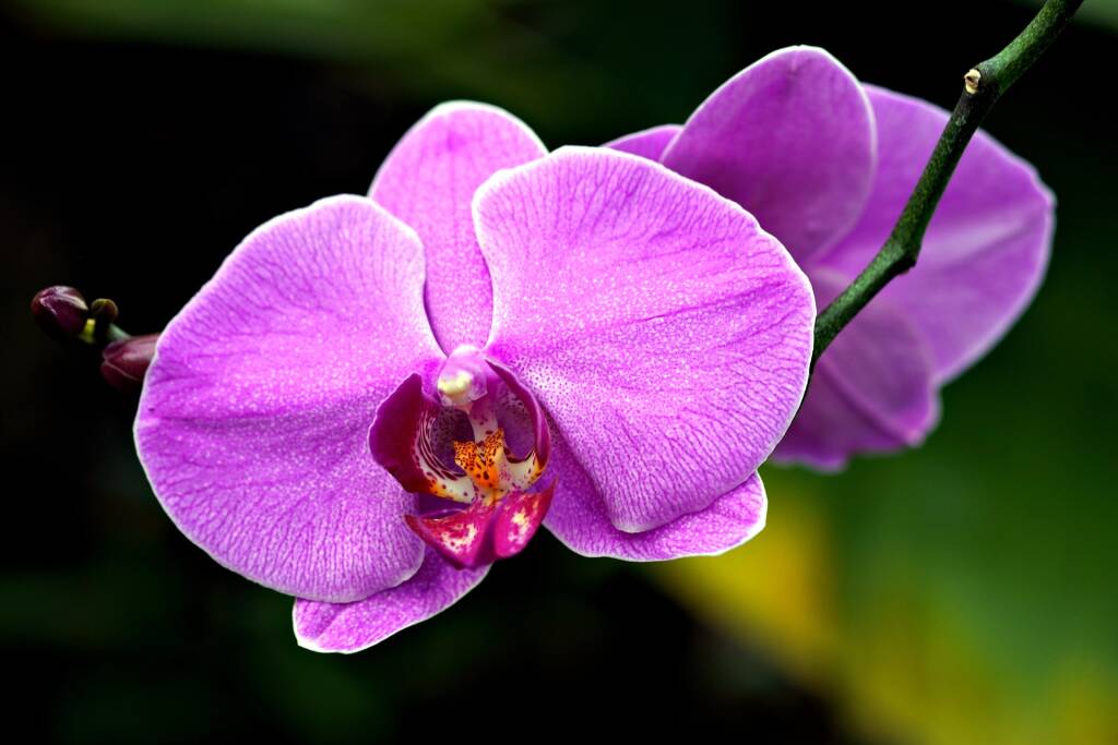 Orchidee, il trucco per farle durare in eterno: mai avute così rigogliose e  forti