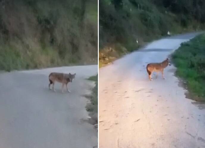 Lupo avvistato alle Cinque Terre