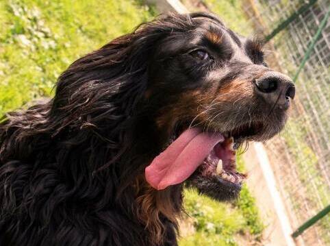 Olive, uno dei cani del Canile municipale della Spezia