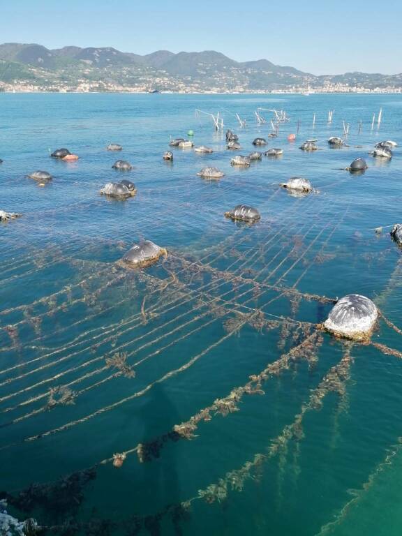 Corso serale Alberghiero a lezione di mitilicoltura e ostricoltura