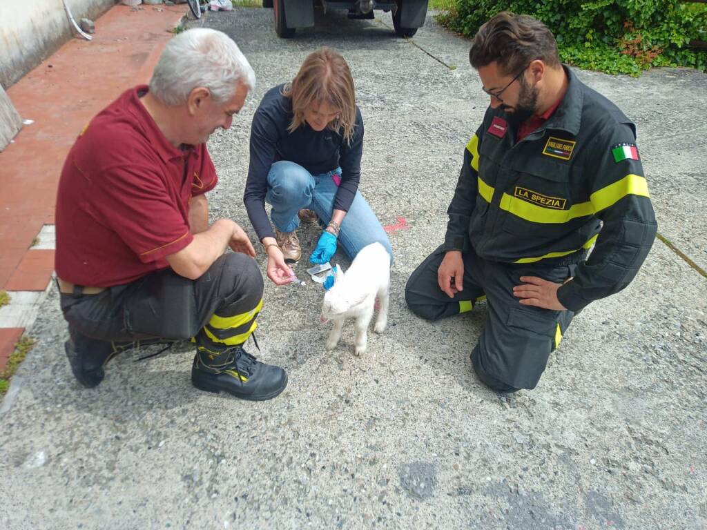 Il capretto salvato a Levanto