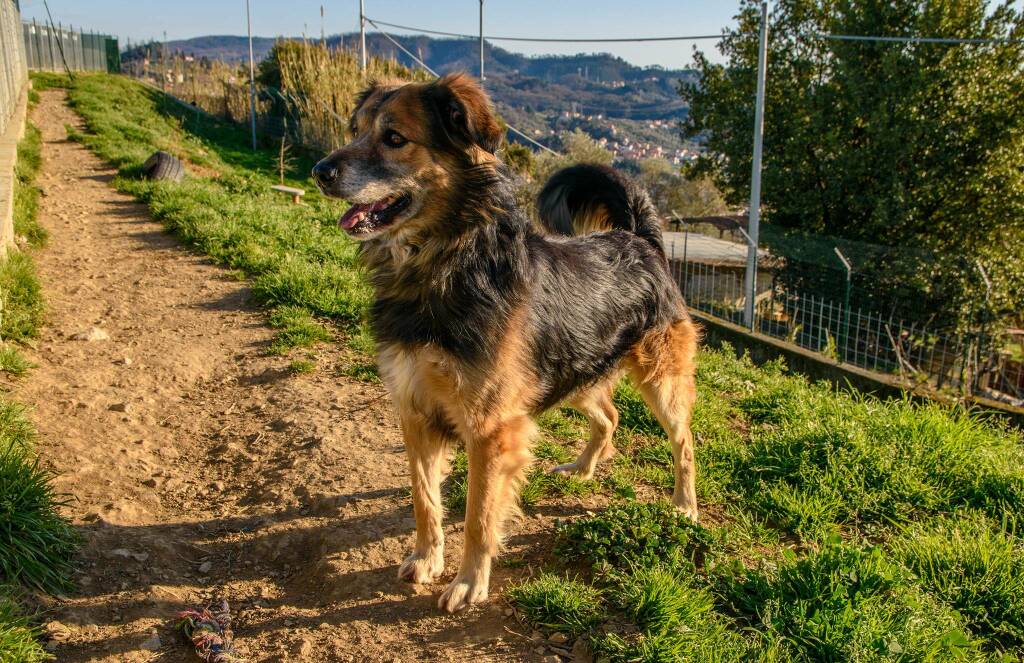 Il cane Mister