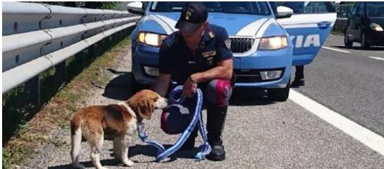 Poliziotto e cane abbandonato