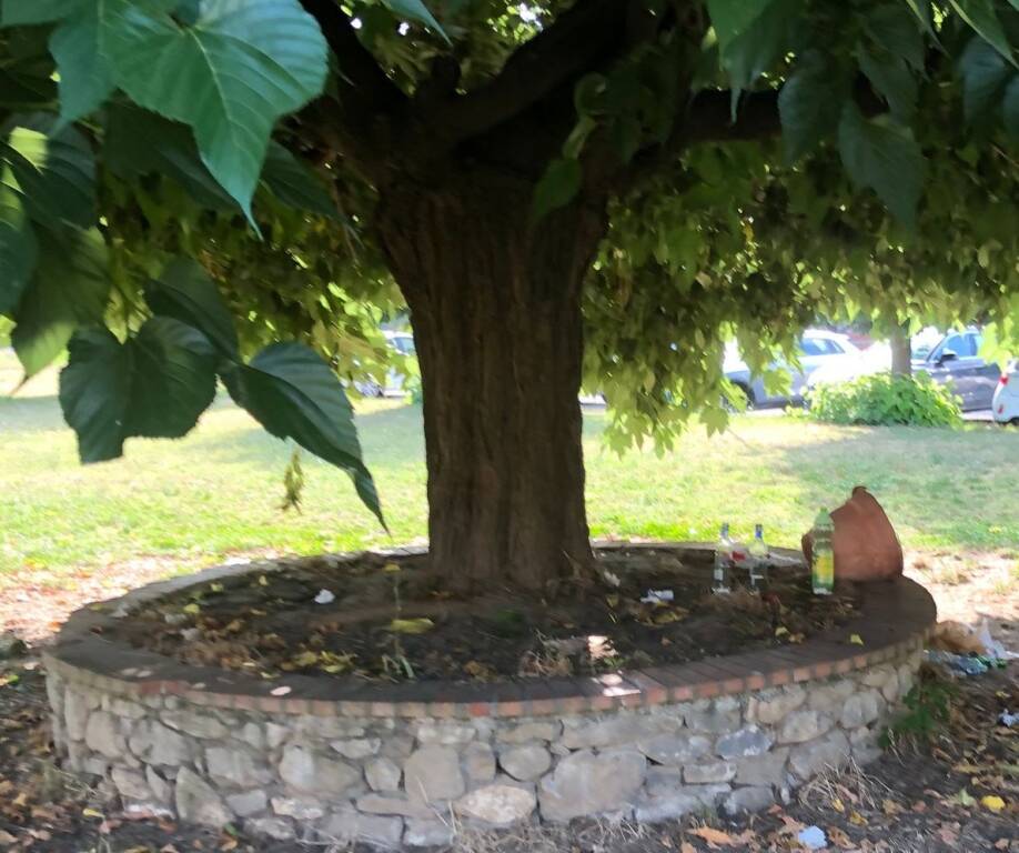 Un'immagine dell'area verde dell'area dietro la chiesa di Cafaggiola trasmessa da Insieme per Luni