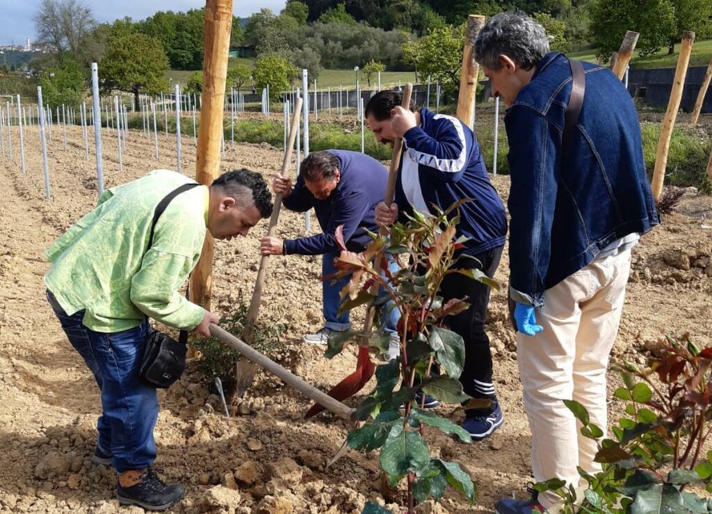 Vigna di Olmarello