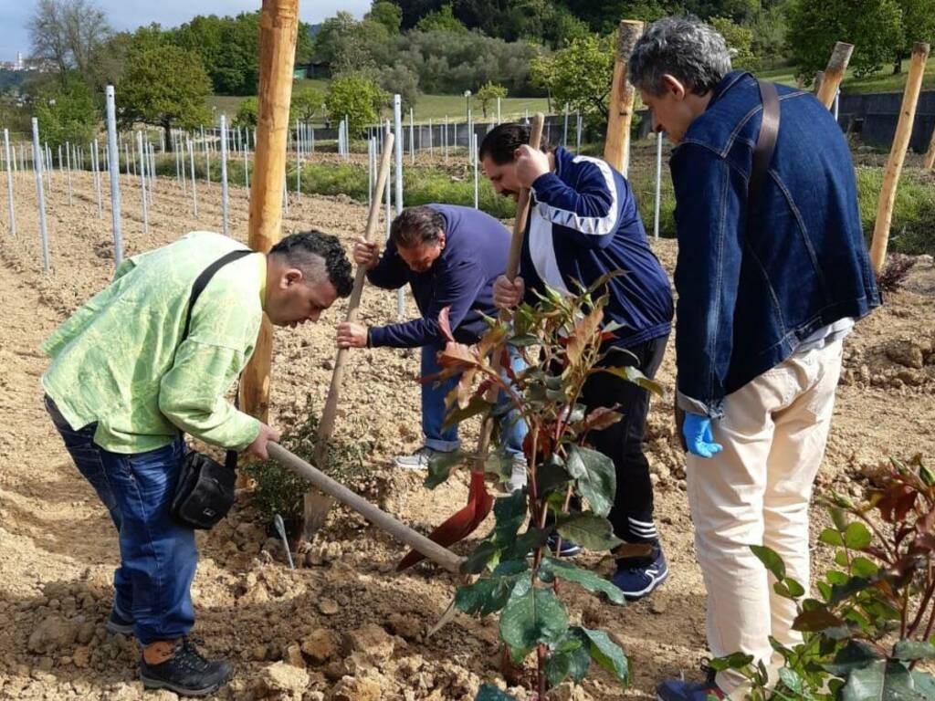 Vigna di Olmarello