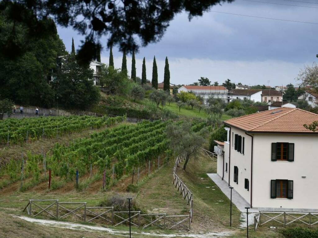 Vigna di Olmarello