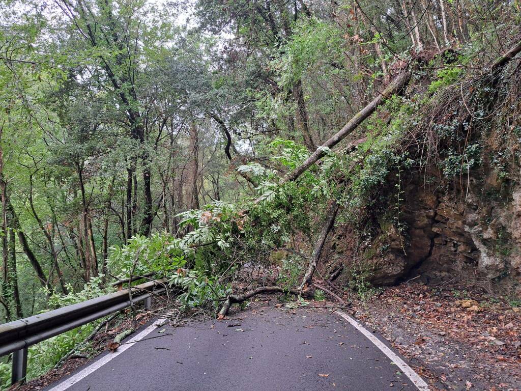 Albero caduto a Campiglia