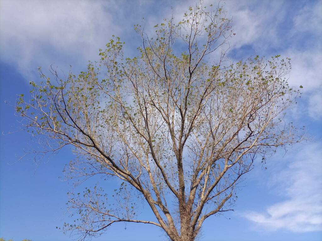 Albero, natura, ambiente