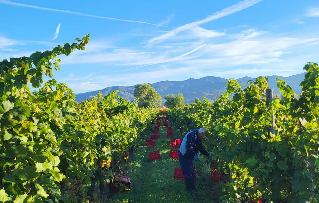 Vendemmia azienda agricola 