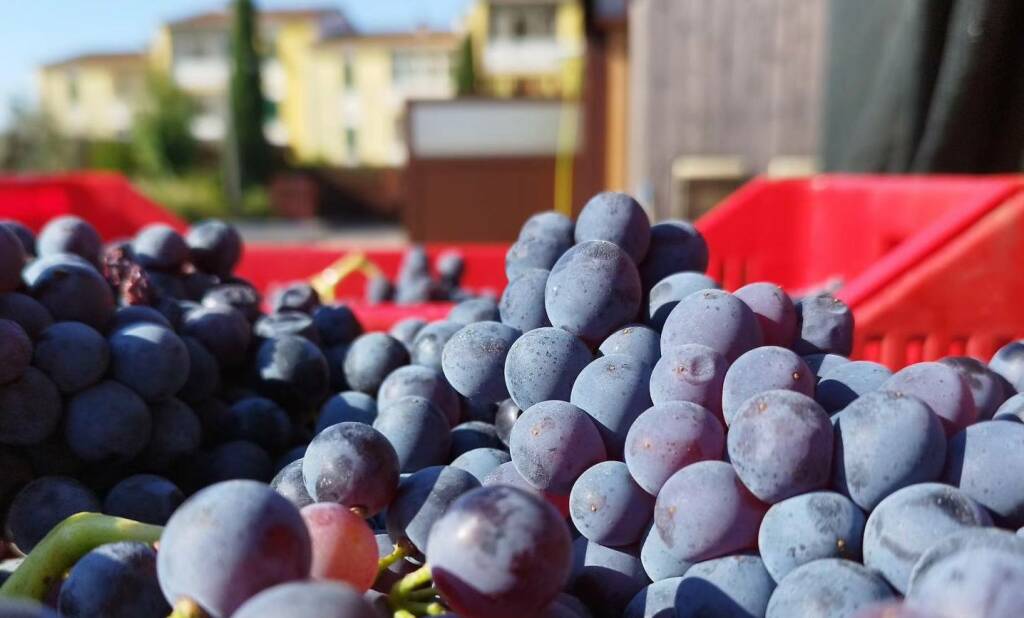 Vendemmia aziende agricola Giacomelli