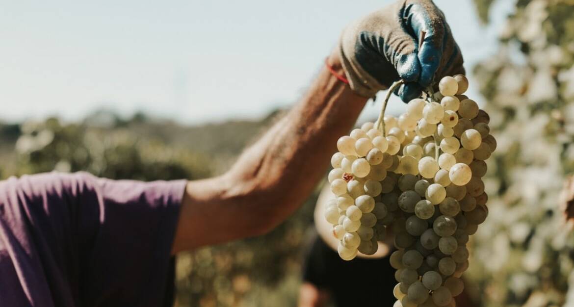 Vendemmia Cantine Lunae