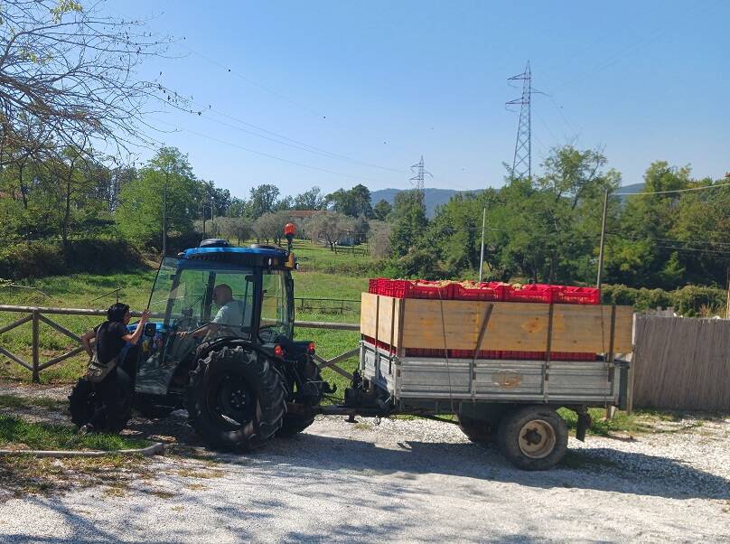 Vino agricoltura sociale vendemmia