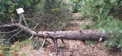 Palestra nel verde del Parodi