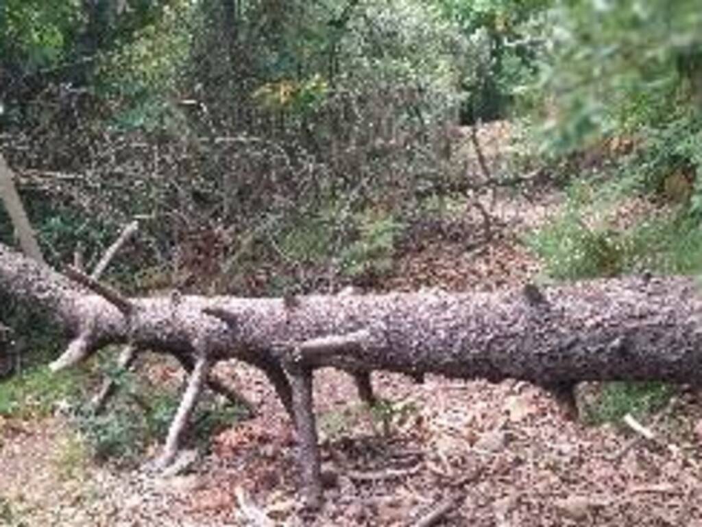 Palestra nel verde del Parodi