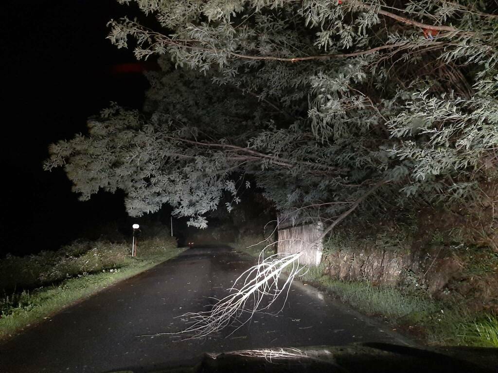 Alberi caduti (ph. Francesco Munari)