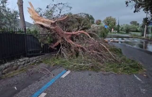 Albero caduto sulla provinciale di Porto Venere