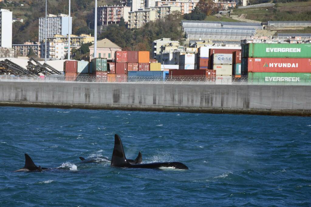 Orche a Genova