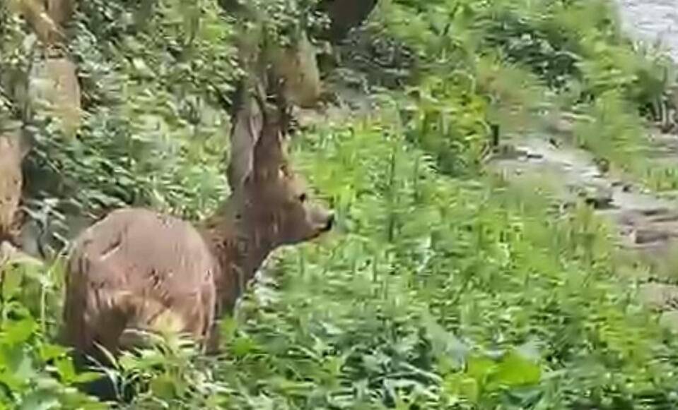 Capriolo salvato dal Soccorso alpino