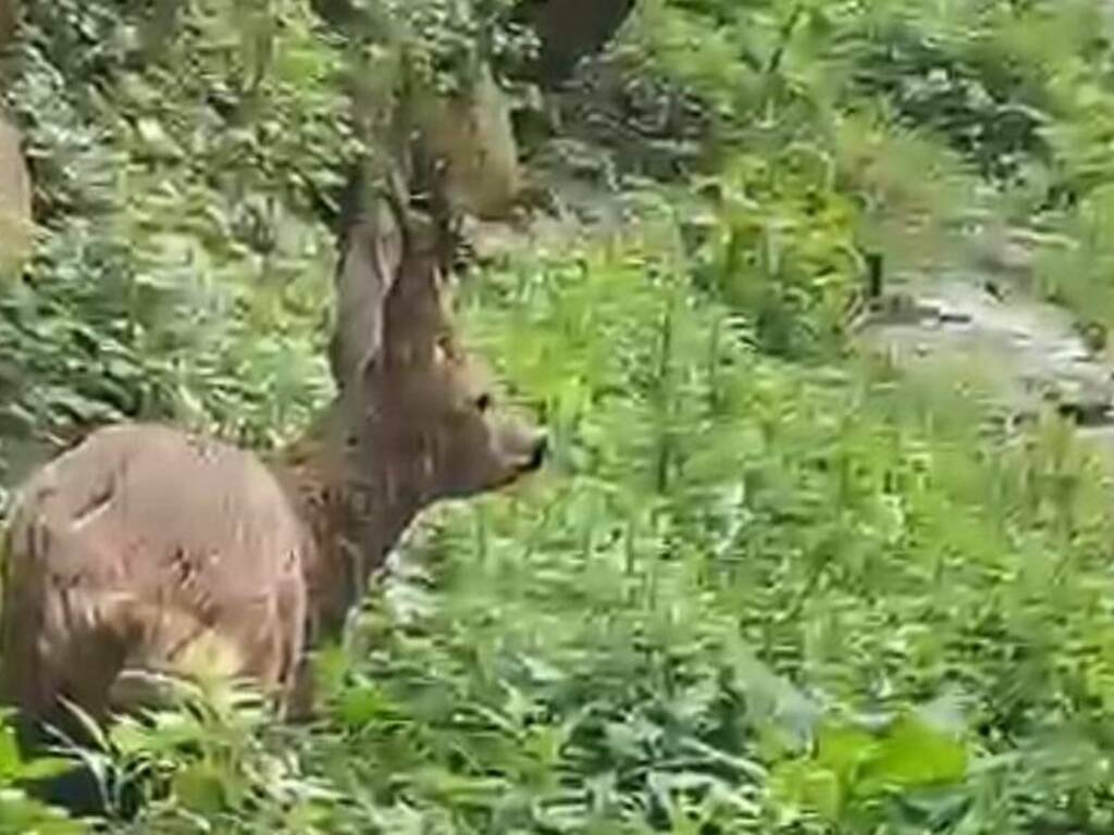 Capriolo salvato dal Soccorso alpino