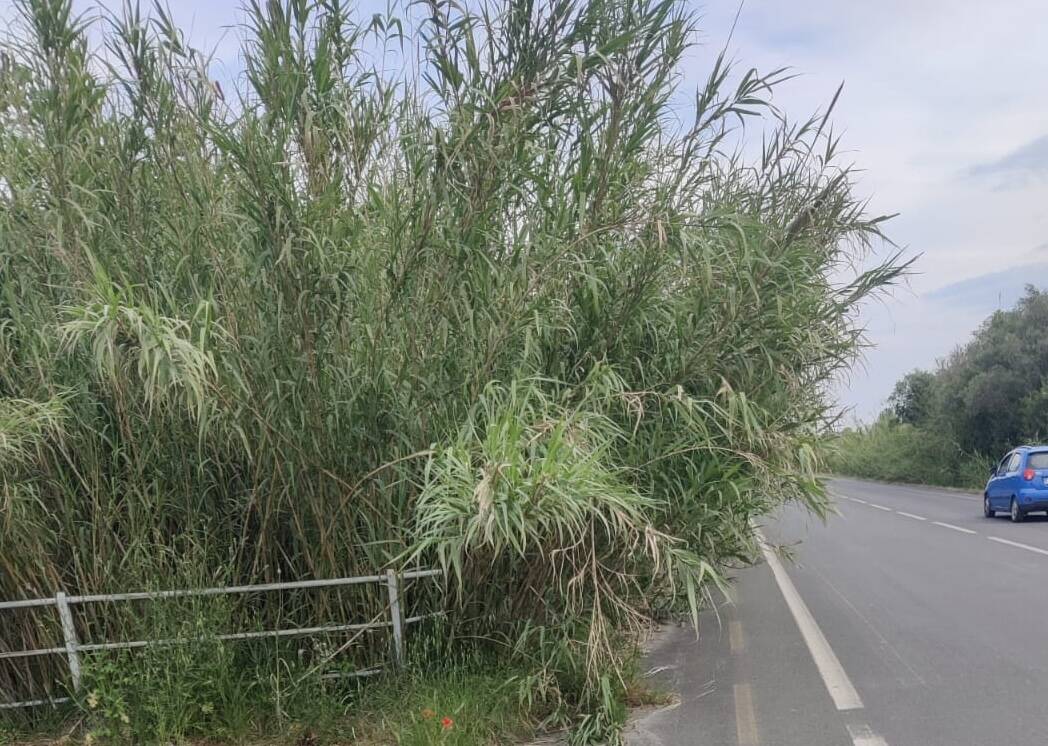 Vegetazione su Viale XXV Aprile