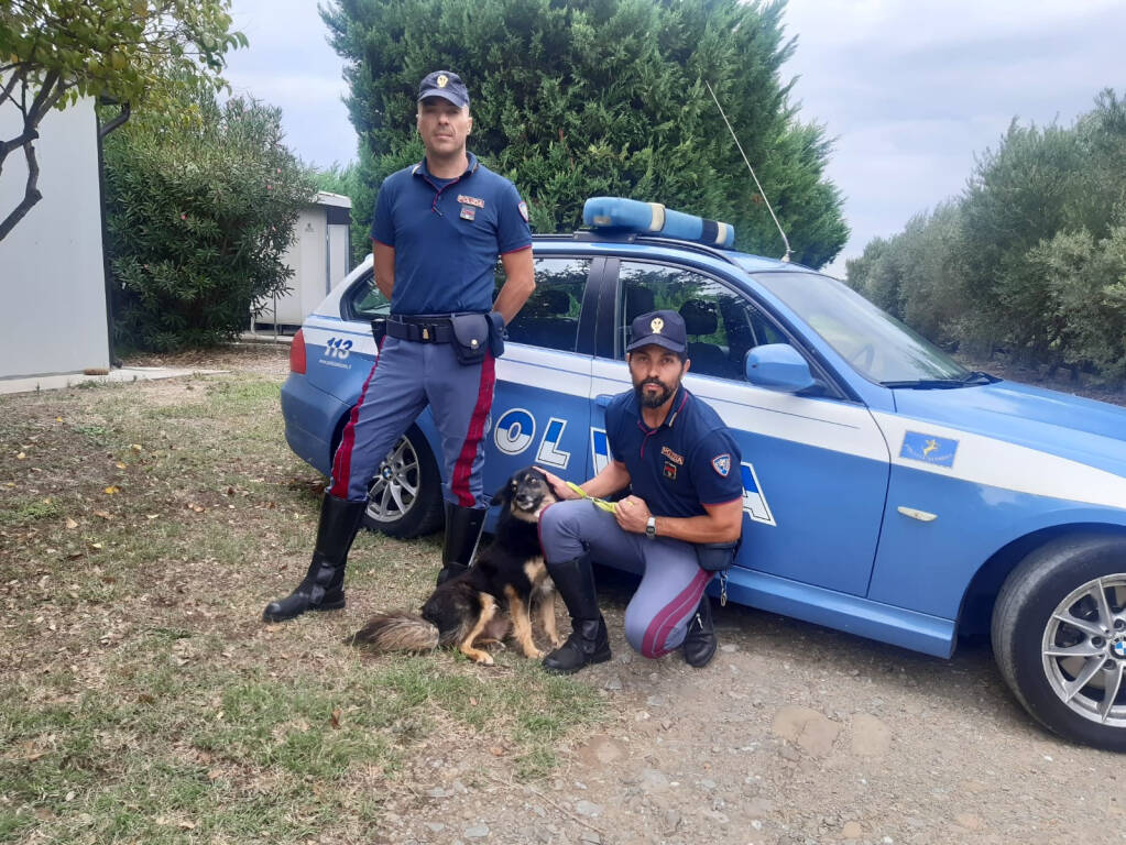 Abbandono animali in autostrada