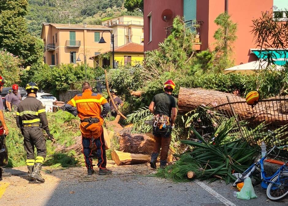 Crolla un pino su strada a Monterosso