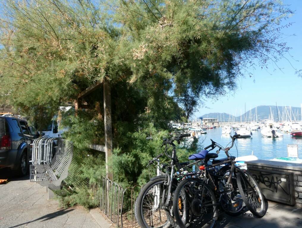 Tamerice di Lerici