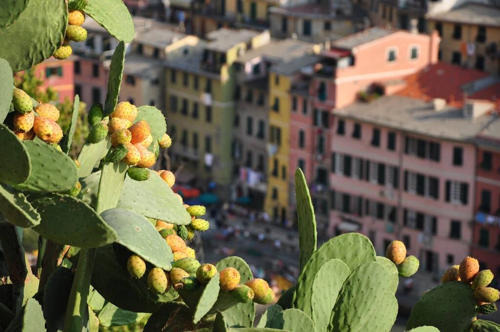 Vernazza, fichi d'India, Cinque Terre, estate