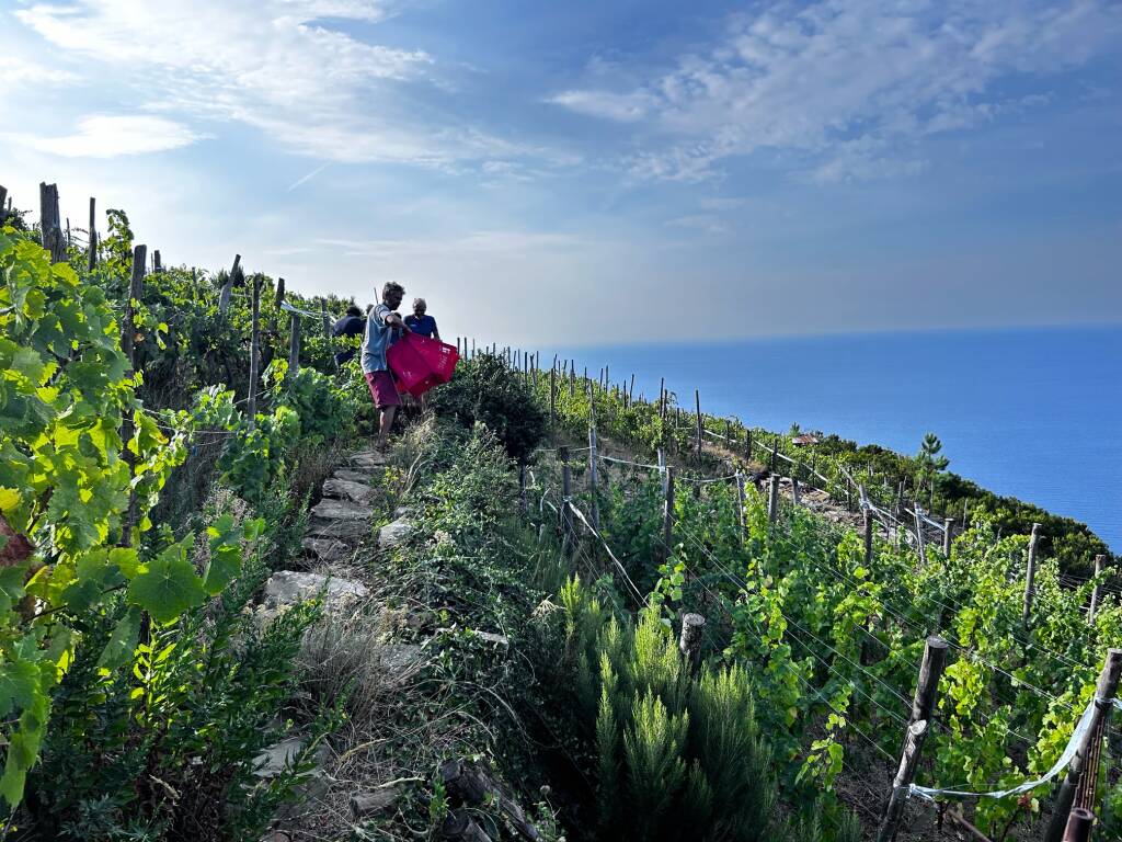 Vendemmia a Tramonti